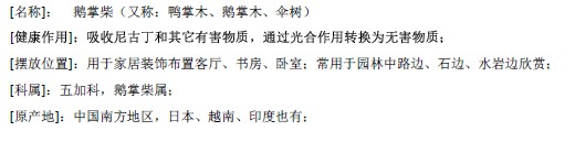 鹅掌柴
