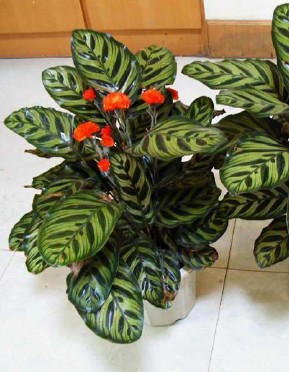 孔雀竹芋