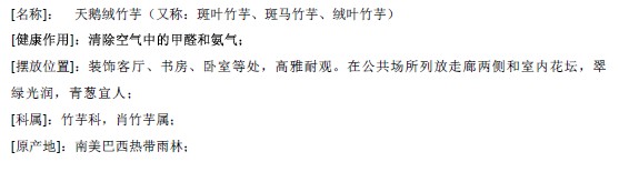 天鹅绒竹芋
