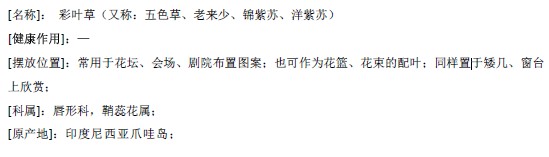 彩叶草