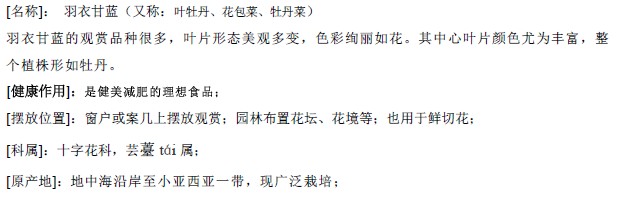 羽衣甘蓝