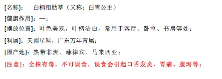 白柄粗肋草
