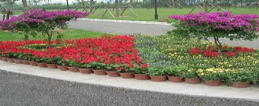 节日花坛