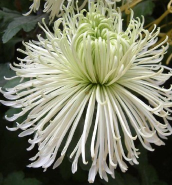 鳞托菊_观花植物_苏州创景园艺有限公司