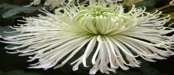 鳞托菊